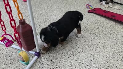 Nadine Mini Bernese 🐶, a female Bernese Mountain Dog and Cavalier King Charles Spaniel for sale in Walnut Creek, OH – 7 of 7