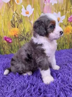 Dew, a male Miniature Bernedoodle for sale in Walnut Creek, OH – 2 of 5