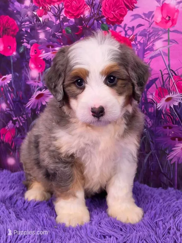 Hubert 🐶 – Miniature Bernedoodle puppy for sale in Walnut Creek, OH