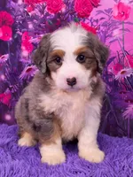 Hubert 🐶, a male Miniature Bernedoodle for sale in Walnut Creek, OH – 1 of 5