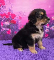 Audrey, a female Golden Mountain Doodle for sale in Walnut Creek, OH – Photo 2 of 6