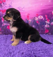 Audrey, a female Golden Mountain Doodle for sale in Walnut Creek, OH – Photo 3 of 6