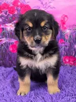 Audrey, a female Golden Mountain Doodle for sale in Walnut Creek, OH – Photo 1 of 6