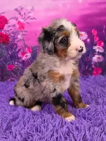 Nova Mini Bernedoodle 🐶, a female Miniature Bernedoodle for sale in Walnut Creek, OH – 2 of 7