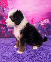 Zyrus 🐶, a male Miniature Bernedoodle for sale in Walnut Creek, OH – 2 of 7