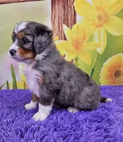 Bay, a male Miniature Bernedoodle for sale in Walnut Creek, OH – Photo 3 of 4