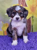Bay, a male Miniature Bernedoodle for sale in Walnut Creek, OH – Photo 1 of 4