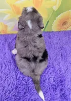 Bay, a male Miniature Bernedoodle for sale in Walnut Creek, OH – Photo 4 of 4