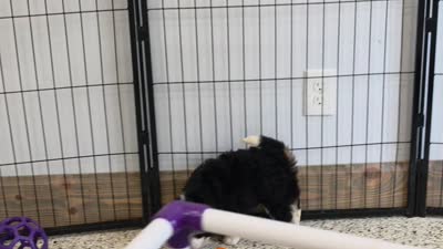 Heidi 🐶, a female Miniature Bernedoodle for sale in Walnut Creek, OH – 5 of 5