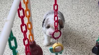 Smokey Mini Sheepadoodle 🐶, a male Poodle - Miniature  and Sheepadoodle for sale in Walnut Creek, OH – 7 of 7