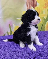 Tuxie, a female Sheepadoodle for sale in Walnut Creek, OH – Photo 2 of 4