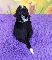 Tuxie, a female Sheepadoodle for sale in Walnut Creek, OH – Photo 4 of 4