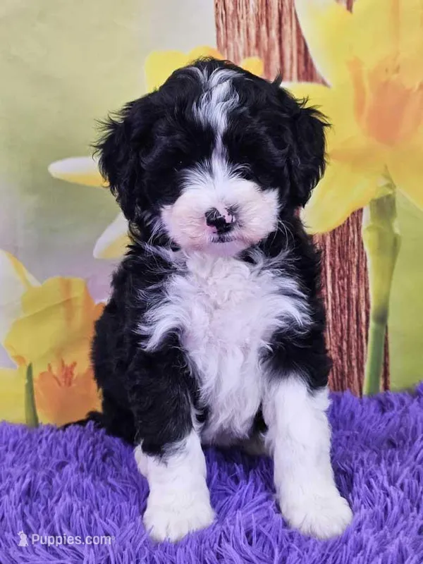 Tuxie – Sheepadoodle puppy for sale in Walnut Creek, OH