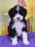 Tuxie, a female Sheepadoodle for sale in Walnut Creek, OH – Photo 1 of 4