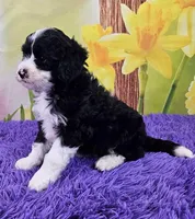 Tuxie, a female Sheepadoodle for sale in Walnut Creek, OH – Photo 3 of 4
