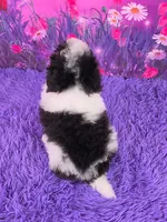 Confetti, a female Poodle - Miniature  for sale in Walnut Creek, OH – 3 of 6