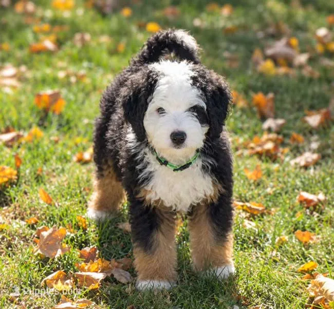 Ziggy 🐶 – Miniature Bernedoodle puppy for sale in Walnut Creek, OH