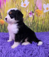 Meadow, a female Miniature Bernedoodle for sale in Walnut Creek, OH – 3 of 5