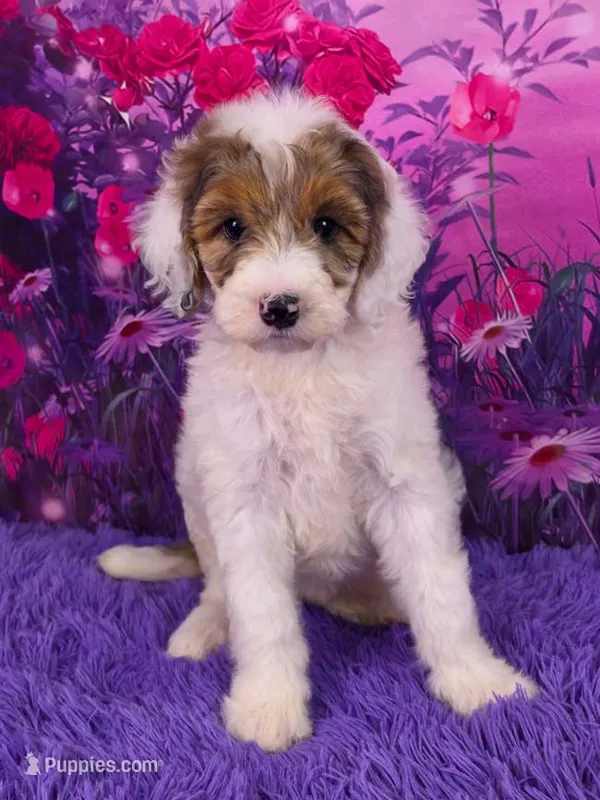 Summer Mini Sheepadoodle 🐶 – Poodle - Miniature , Sheepadoodle puppy for sale in Walnut Creek, OH