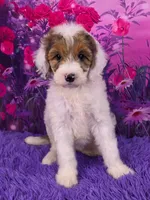 Summer Mini Sheepadoodle 🐶, a female Poodle - Miniature  and Sheepadoodle for sale in Walnut Creek, OH – 1 of 7