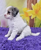 Tulip Micro Mini, a female Sheepadoodle for sale in Walnut Creek, OH – Photo 3 of 4