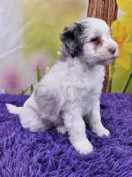 Tulip Micro Mini, a female Sheepadoodle for sale in Walnut Creek, OH – Photo 2 of 4