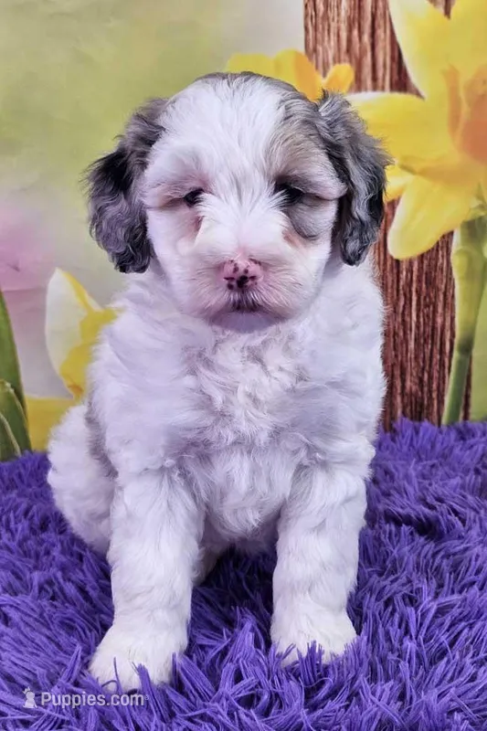 Tulip Micro Mini – Sheepadoodle puppy for sale in Walnut Creek, OH