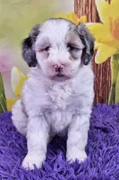 Tulip Micro Mini, a female Sheepadoodle for sale in Walnut Creek, OH – Photo 1 of 4