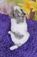 Tulip Micro Mini, a female Sheepadoodle for sale in Walnut Creek, OH – Photo 4 of 4