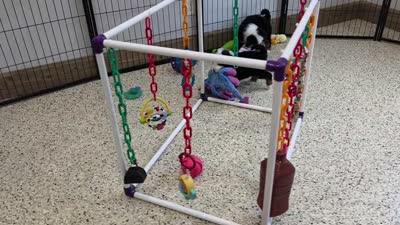 Ziggy 🐶, a male Miniature Bernedoodle for sale in Walnut Creek, OH – 5 of 7