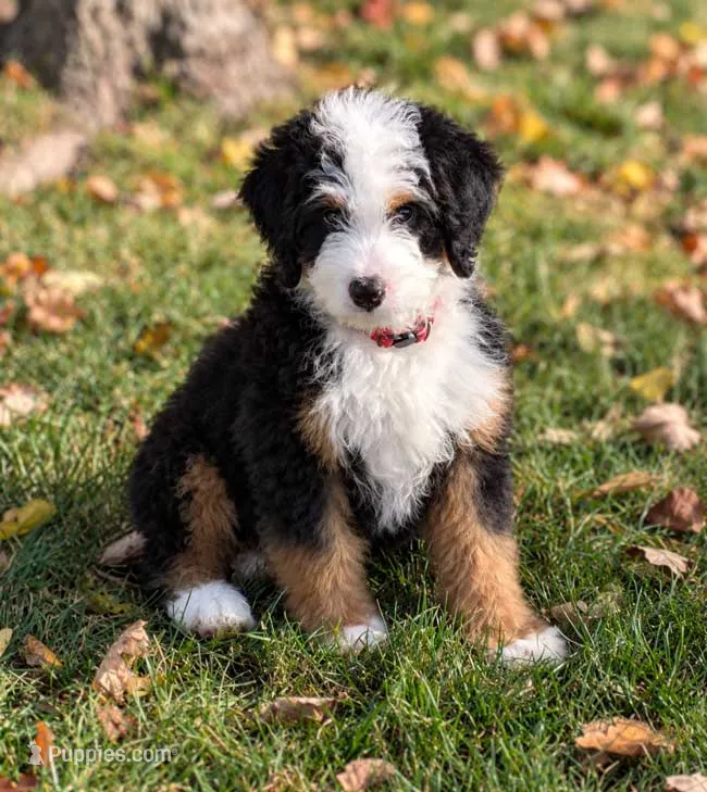 Zyrus 🐶 – Miniature Bernedoodle puppy for sale in Walnut Creek, OH