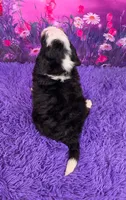Hendrix 🐶, a male Miniature Bernedoodle for sale in Walnut Creek, OH – 4 of 5
