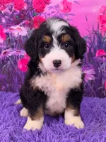 Howie 🐶, a male Miniature Bernedoodle for sale in Walnut Creek, OH – 1 of 5