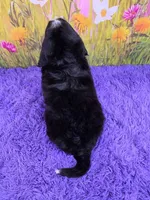Scottie (Mini Bernese) 🐶, a male Bernese Mountain Dog and Cavalier King Charles Spaniel for sale in Walnut Creek, OH – 5 of 8