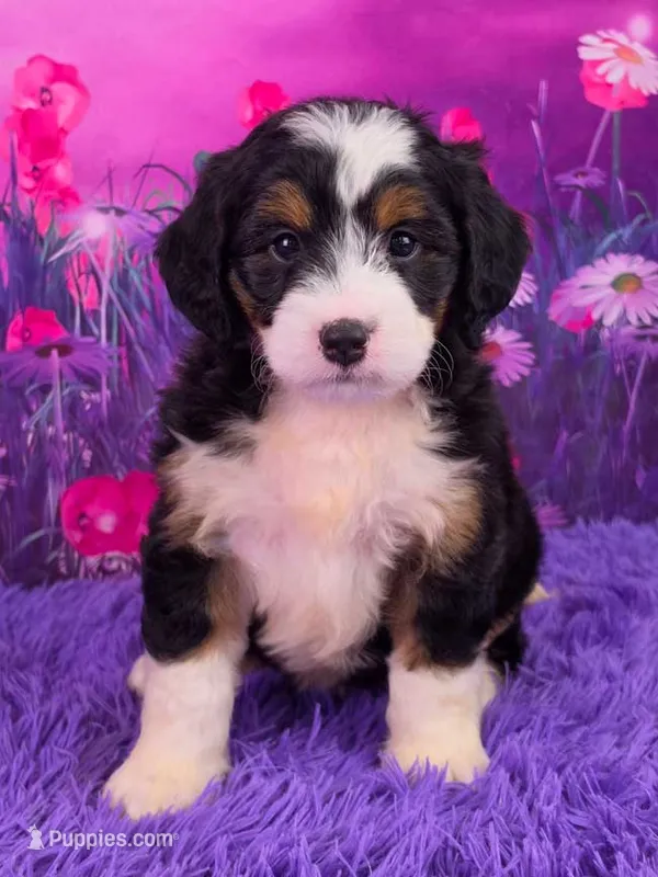 Heidi 🐶 – Miniature Bernedoodle puppy for sale in Walnut Creek, OH