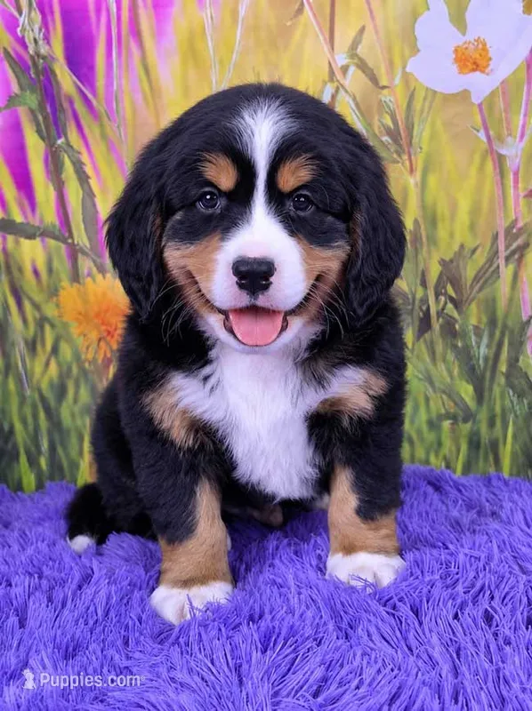 Scottie (Mini Bernese) 🐶 – Bernese Mountain Dog, Cavalier King Charles Spaniel puppy for sale in Walnut Creek, OH