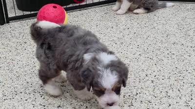 Dew, a male Miniature Bernedoodle for sale in Walnut Creek, OH – 5 of 5
