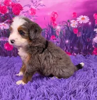 Natalie Mini Bernedoodle 🐶, a female Miniature Bernedoodle for sale in Walnut Creek, OH – 3 of 7