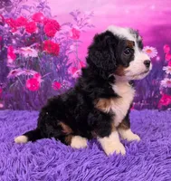 Hopscotch 🐶, a female Miniature Bernedoodle for sale in Walnut Creek, OH – 2 of 5