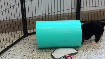 Hopscotch 🐶, a female Miniature Bernedoodle for sale in Walnut Creek, OH – 5 of 5