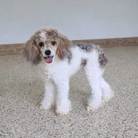 Stella Mini Sheepadoodle 🐶, a female Poodle - Miniature  and Sheepadoodle for sale in Walnut Creek, OH – 6 of 7