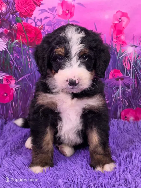 Nabisco Mini Bernedoodle 🐶 – Miniature Bernedoodle puppy for sale in Walnut Creek, OH