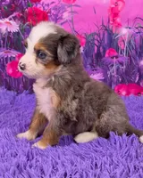Navi Mini Bernedoodle 🐶, a female Miniature Bernedoodle for sale in Walnut Creek, OH – 3 of 7