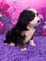 Hailey 🐶, a female Miniature Bernedoodle for sale in Walnut Creek, OH – 2 of 5