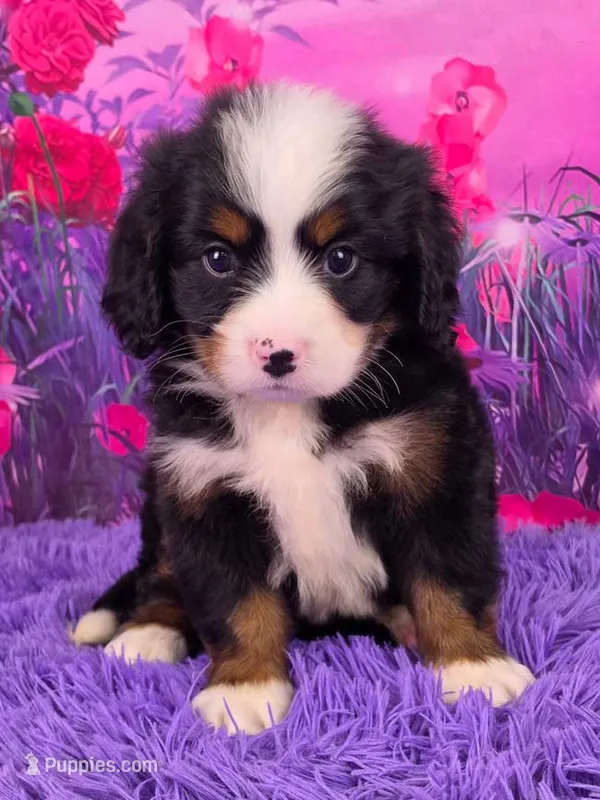 Liam Mini Bernese 🐶 – Bernese Mountain Dog, Cavalier King Charles Spaniel puppy for sale in Walnut Creek, OH