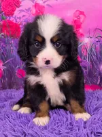 Liam Mini Bernese 🐶, a male Bernese Mountain Dog and Cavalier King Charles Spaniel for sale in Walnut Creek, OH – 1 of 7