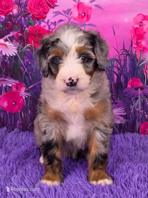 Nova Mini Bernedoodle 🐶 – Miniature Bernedoodle puppy for sale in Walnut Creek, OH