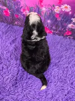 Harmony  🐶, a female Miniature Bernedoodle for sale in Walnut Creek, OH – 4 of 5
