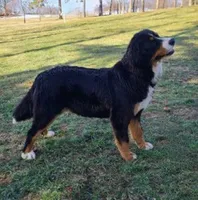 Sundae Mini Bernese, a female Bernese Mountain Dog and Cavalier King Charles Spaniel for sale in Walnut Creek, OH – 6 of 7