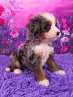 Keegan 🐶, a male Miniature Bernedoodle for sale in Walnut Creek, OH – 2 of 5